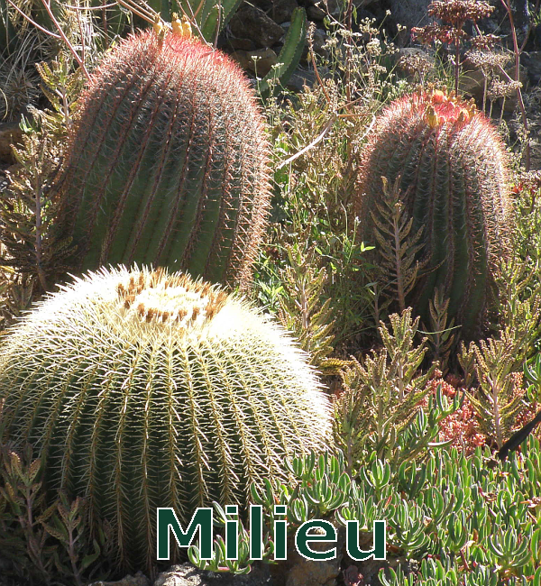 Environment 3 P6140657